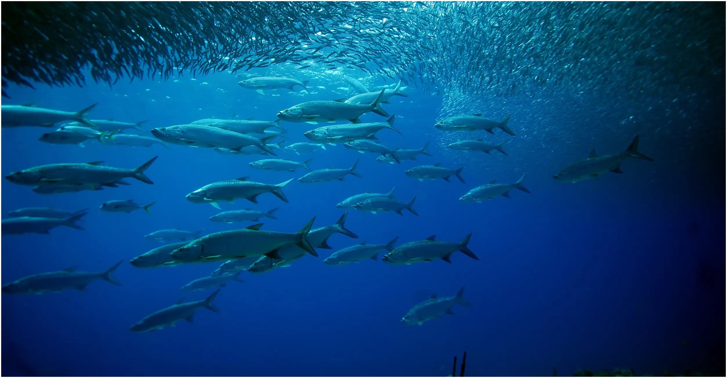 Fish school in ocean